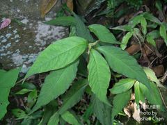 Achyranthes splendens rotundata