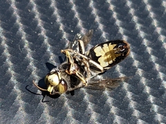 Bembix vespiformis
