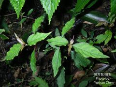 Achyranthes splendens rotundata