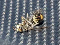 Bembix vespiformis