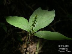 Achyranthes splendens rotundata