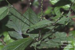Achyranthes splendens rotundata