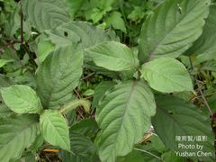 Achyranthes splendens rotundata