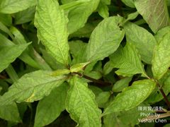 Achyranthes splendens rotundata