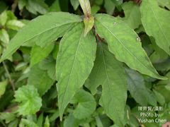 Achyranthes splendens rotundata