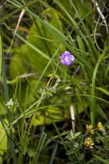 Geranium flanaganii