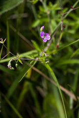 Geranium flanaganii