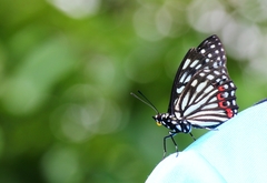 Hestina assimilis formosana