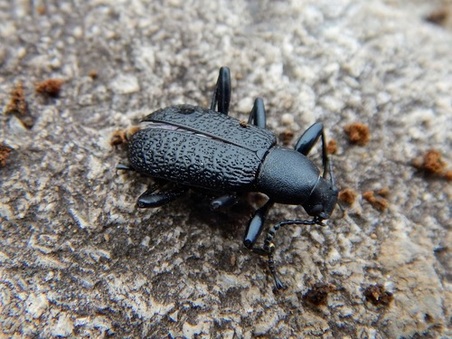 Roughened Darkling Beetle