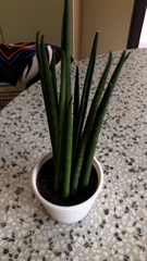 Sansevieria bacularis