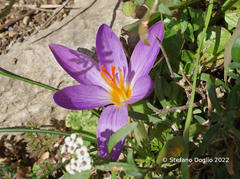 Crocus imperati
