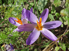 Crocus imperati