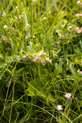 Hermannia grandistipula