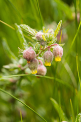 Hermannia grandistipula