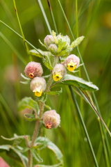 Hermannia grandistipula