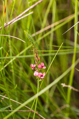 Indigastrum fastigiatum