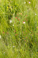 Indigastrum fastigiatum