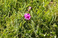 Ipomoea oblongata