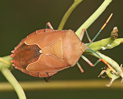 Stilida indecora