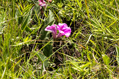 Ipomoea oblongata