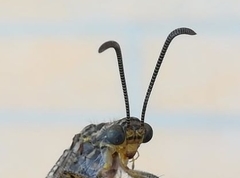 Distoleon tetragrammicus