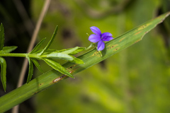Monopsis stellarioides