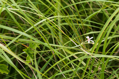 Pelargonium alchemilloides