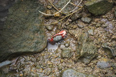 Paraleptuca splendida