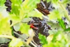 Paraleptuca splendida