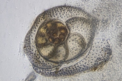 Lamellodiscorbis dimidiatus