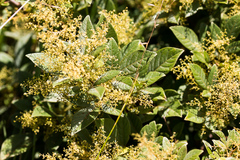 Searsia pyroides integrifolia