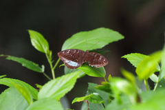 Tanaecia whiteheadi