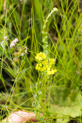 Sebaea sedoides