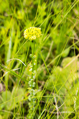 Sebaea sedoides