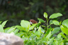 Tanaecia whiteheadi