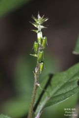 Achyranthes splendens rotundata