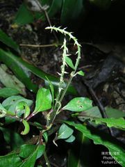 Achyranthes splendens rotundata