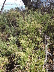 Chenopodium nitrariaceum