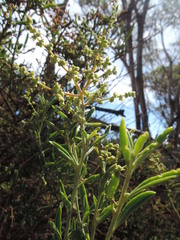 Chenopodium nitrariaceum
