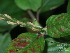 Achyranthes splendens rotundata