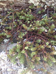 Pimelea pseudolyallii