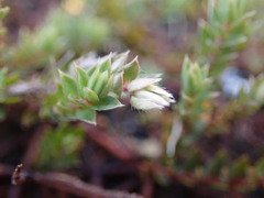 Pimelea pseudolyallii