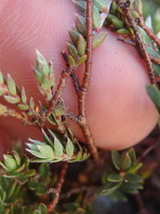 Pimelea pseudolyallii