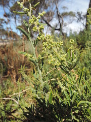 Chenopodium nitrariaceum