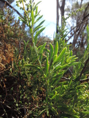 Chenopodium nitrariaceum