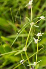 Spermacoce natalensis