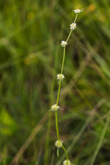 Spermacoce natalensis