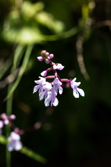 Stenoglottis woodii