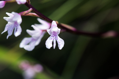 Stenoglottis woodii