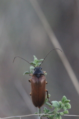 Cebrio gigas